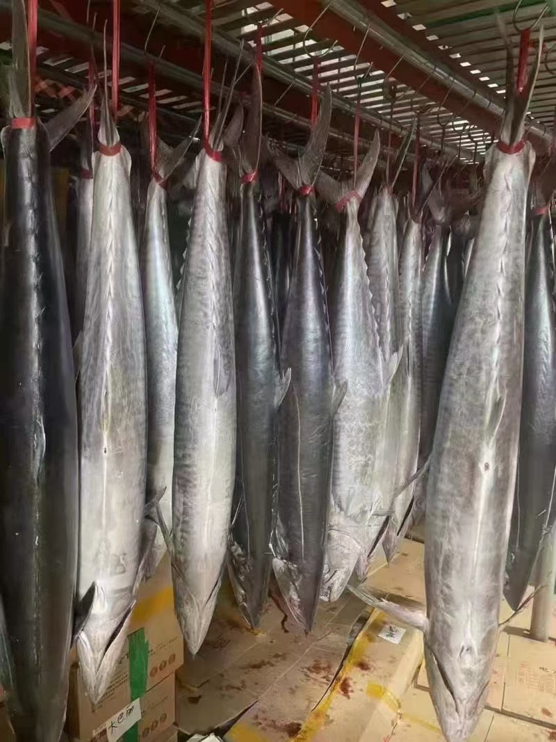 马鲛鱼片淡咸大马鲛鱼片大量供应品质保证对接全国电商