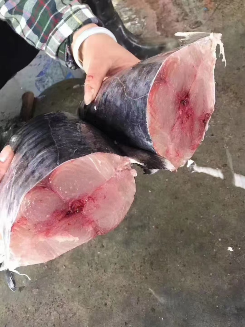 马鲛鱼片淡咸大马鲛鱼片大量供应品质保证对接全国电商