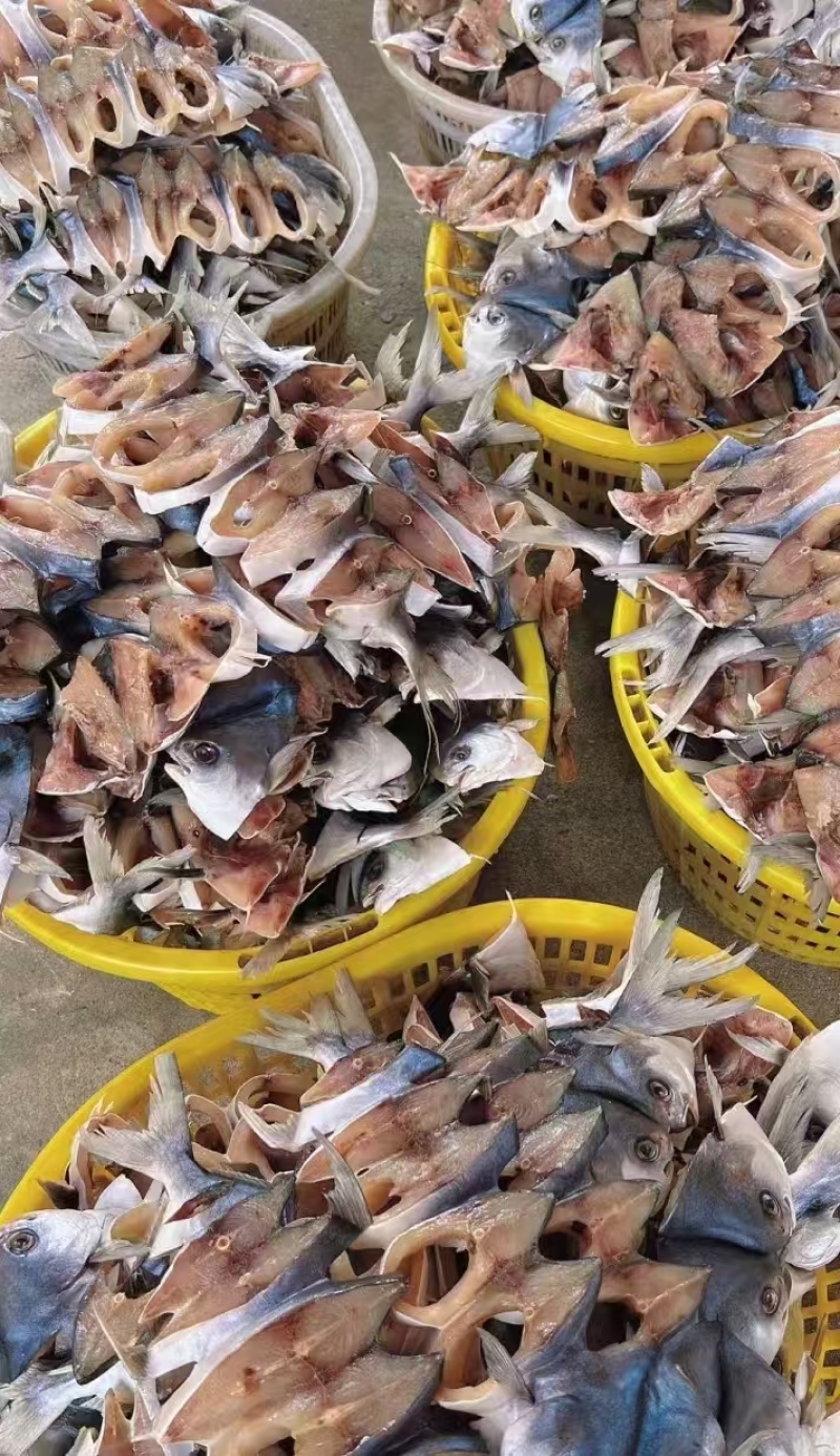 鱼干金鲳鱼干鲳鱼干7成干品质保证大量供应欢迎咨询