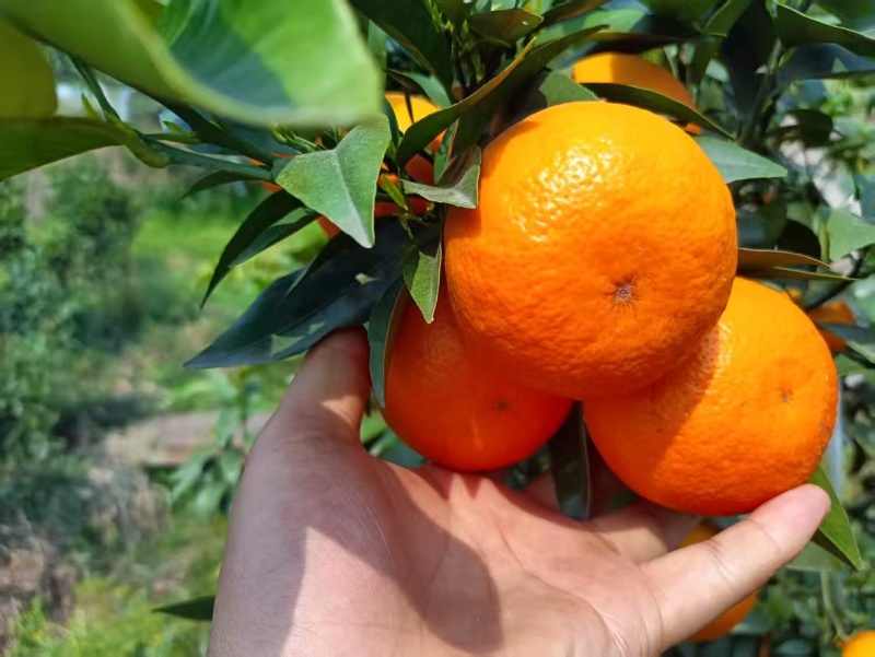 沃柑柑桔四川沃柑内江沃柑纯甜多汁对接电商团购市场