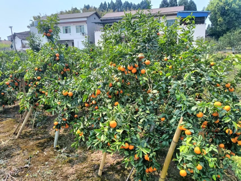 沃柑柑桔四川沃柑内江沃柑纯甜多汁对接电商团购市场
