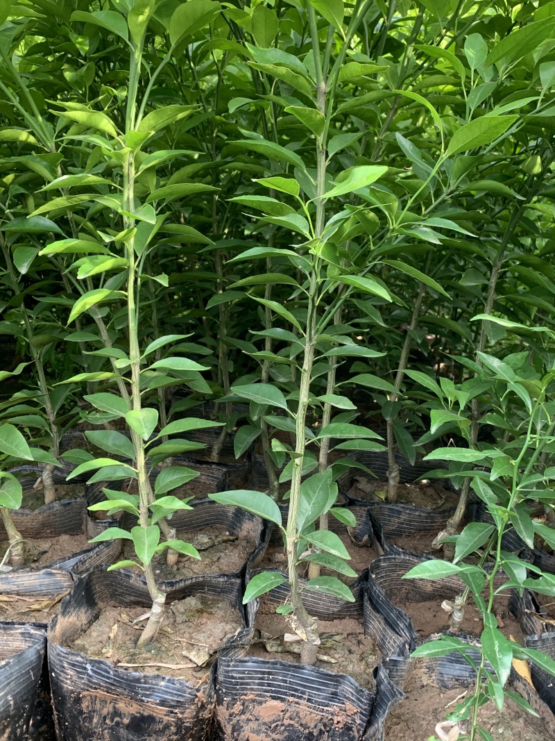 【推荐】各种精品柑橘苗大量现货速发现挖现发欢迎选购
