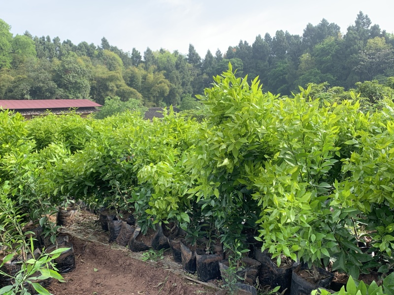 【推荐】各种精品柑橘苗大量现货速发现挖现发欢迎选购