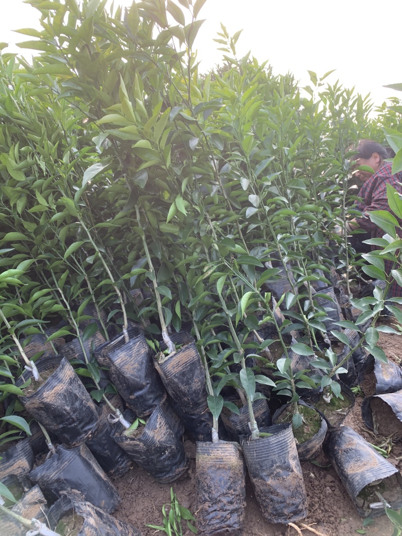 【推荐】各种精品柑橘苗大量现货速发现挖现发欢迎选购