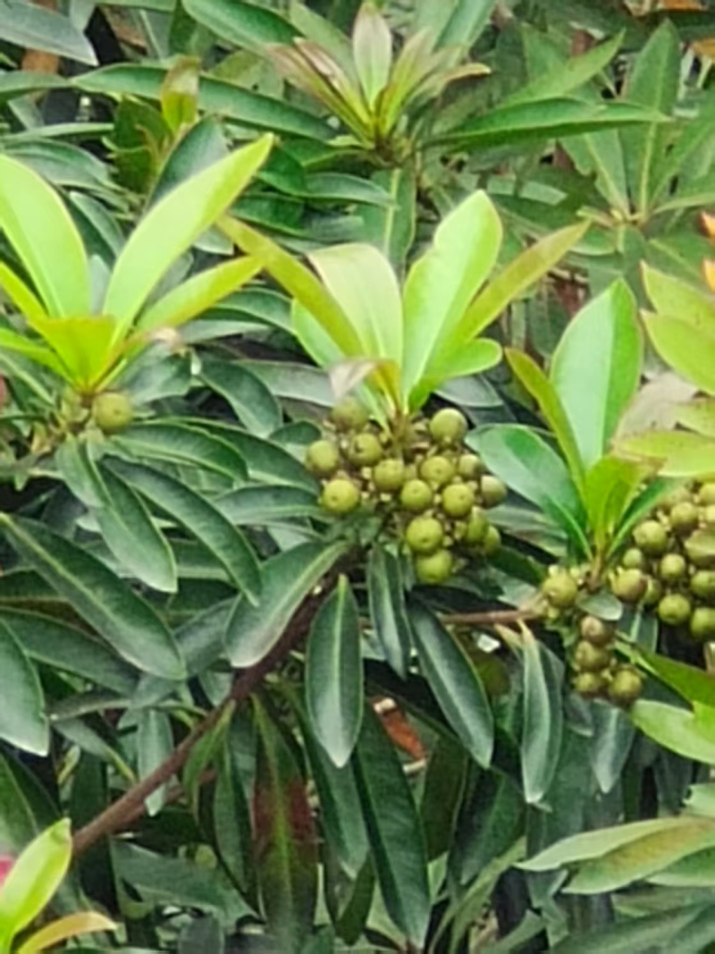 蜂蜜荔枝龙眼蜂蜜原蜜基地直发品质保证供应全国市场