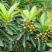 蜂蜜荔枝龙眼蜂蜜原蜜大量供应对接全国市场电商