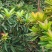 蜂蜜荔枝龙眼蜂蜜原蜜大量供应对接全国市场电商