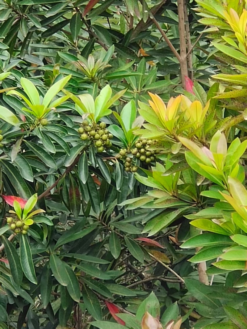 蜂蜜荔枝龙眼蜂蜜原蜜大量供应对接全国市场电商