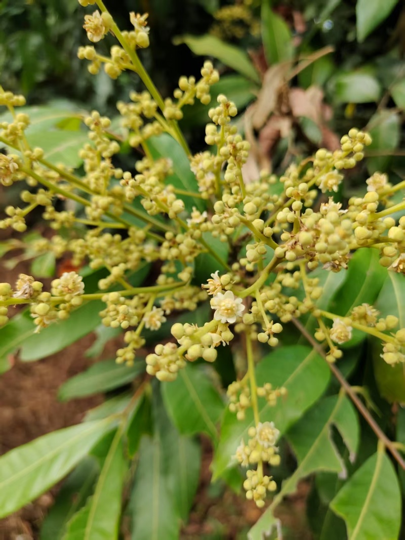 蜂蜜荔枝龙眼蜂蜜原蜜大量供应对接全国市场电商
