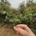 蜂蜜荔枝龙眼蜂蜜原蜜大量供应对接全国市场电商