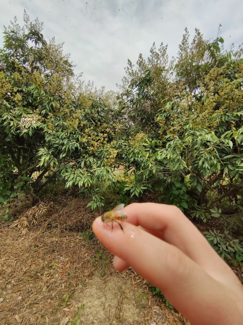 蜂蜜荔枝龙眼蜂蜜原蜜大量供应对接全国市场电商