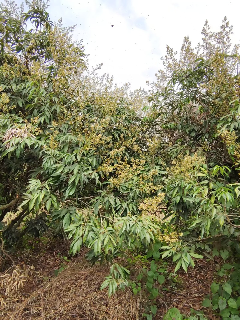 蜂蜜荔枝龙眼蜂蜜原蜜大量供应对接全国市场电商