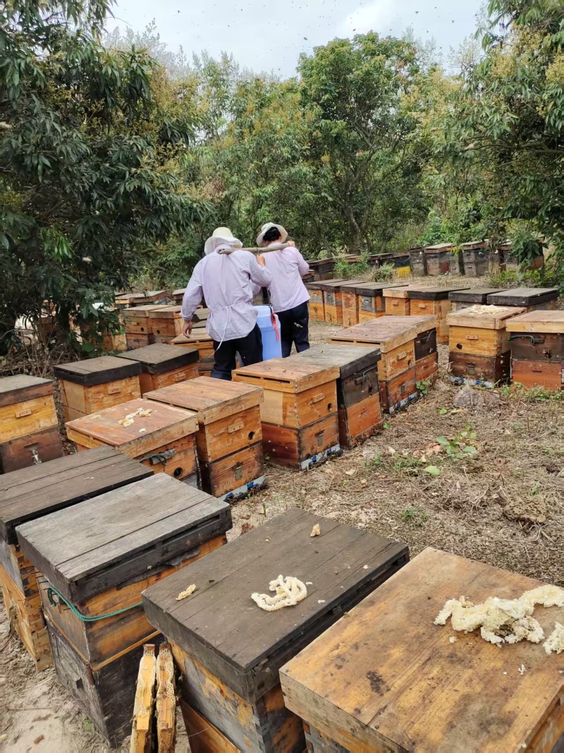 蜂蜜荔枝龙眼蜂蜜原蜜大量供应对接全国市场电商