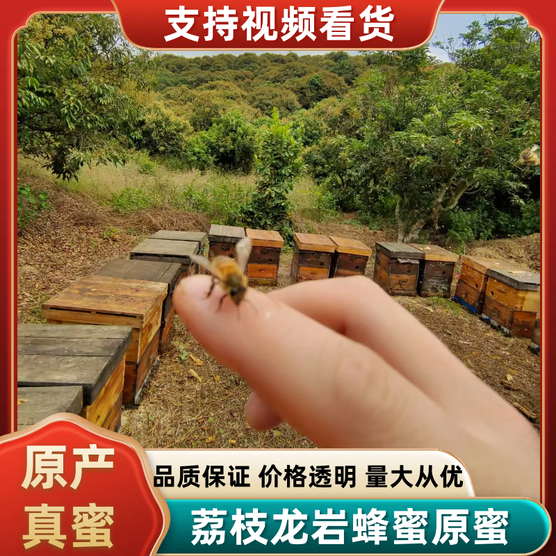 蜂蜜荔枝龙眼蜂蜜原蜜大量供应对接全国市场电商
