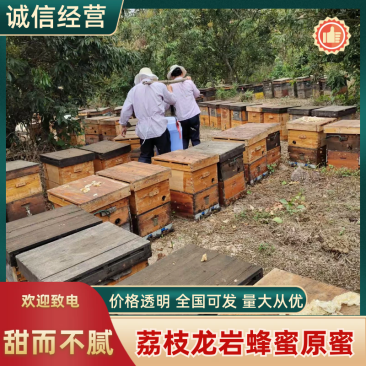 蜂蜜荔枝龙眼蜂蜜原蜜基地直发品质保证供应全国市场
