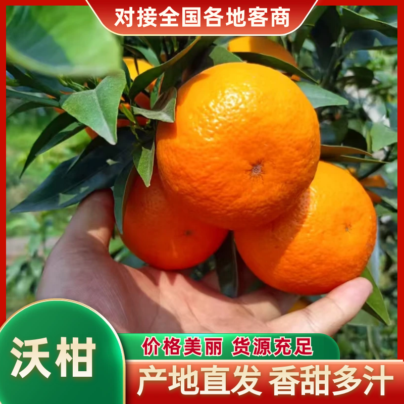 沃柑柑桔四川沃柑内江沃柑纯甜多汁对接电商团购市场