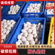 【精品鹅蛋】广东农批鹅蛋品质保证全国发货欢迎咨询
