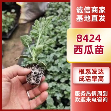 精品西瓜苗8424，美都西瓜苗支持预定质量保证欢迎咨询