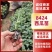 精品西瓜苗8424，美都西瓜苗支持预定质量保证欢迎咨询