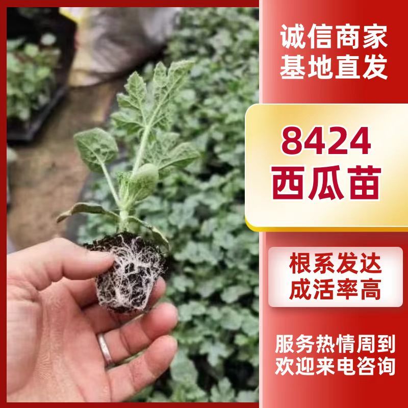 精品西瓜苗8424，美都西瓜苗支持预定质量保证欢迎咨询