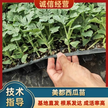 美都西瓜苗，嫁接西瓜苗货源充足。欢迎进店咨询。