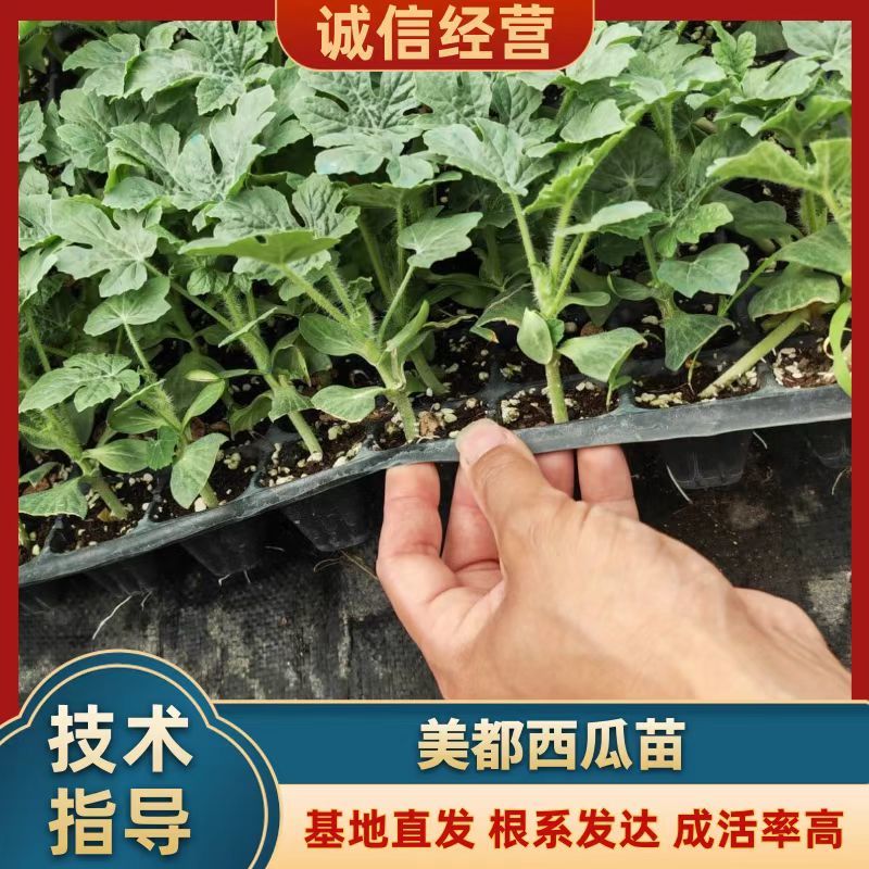 美都西瓜苗，嫁接西瓜苗货源充足。欢迎进店咨询。