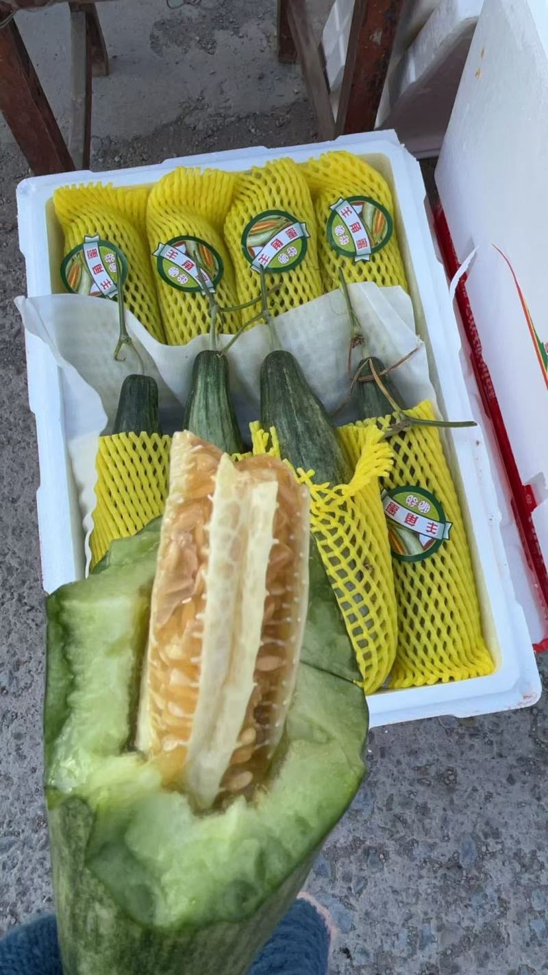 博洋61【博洋甜瓜】山东甜瓜产地甜瓜产地直发