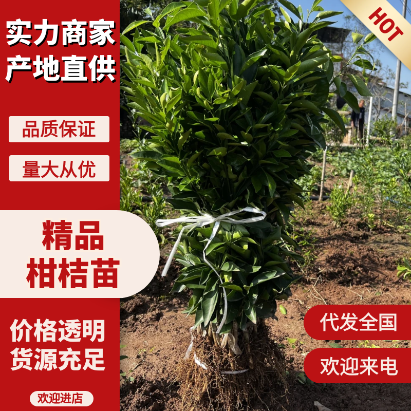 【推荐】各种精品柑橘苗大量现货速发现挖现发欢迎选购