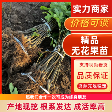 【推荐】无花果树苗波姬红无花果苗无花果杯苗规格齐全