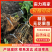 【推荐】无花果树苗波姬红无花果苗无花果杯苗规格齐全