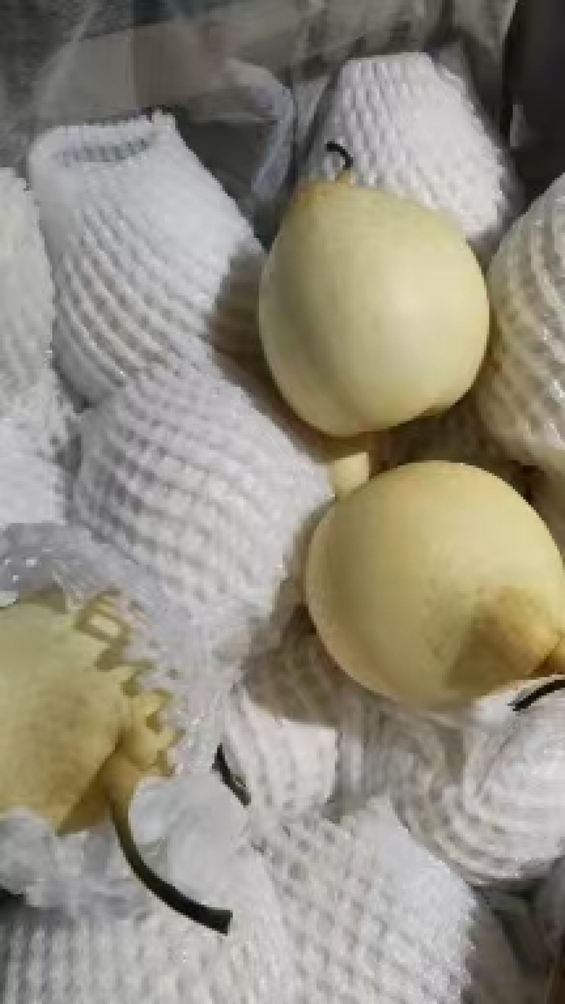 【牛商推荐】河北沧州泊头膜袋大鸭梨基地直供