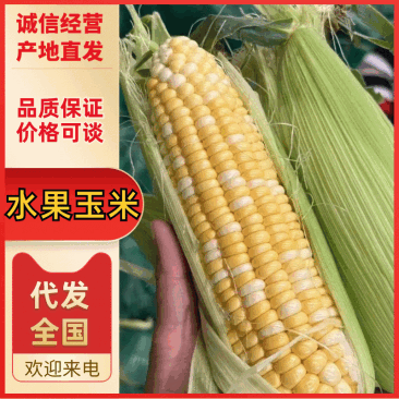 水果玉米，云南产地直供，价格美丽，质量稳定