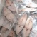 马鲛鱼片淡咸大马鲛鱼片大量供应品质保证对接全国电商