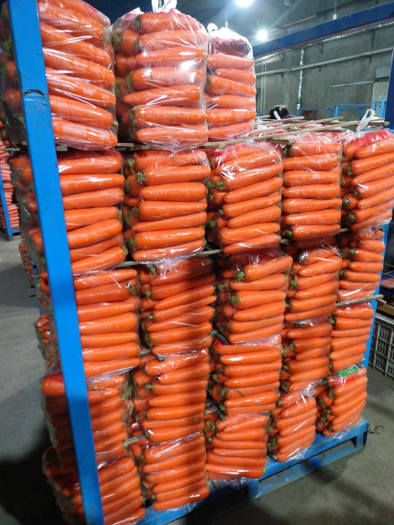 【大量有货】三红胡萝卜现摘现发大量有货品质保证