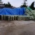 【牛商推荐】四川广安青储草料基地直发要量大可优惠