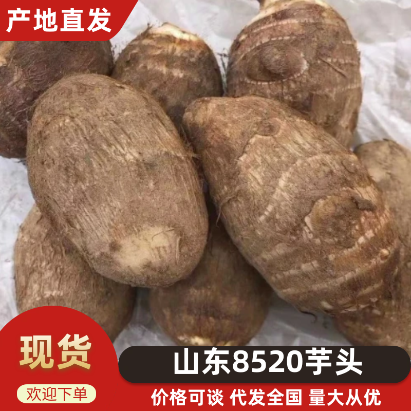 毛芋头/豆包/芋头种子/高产/包回收/包技术