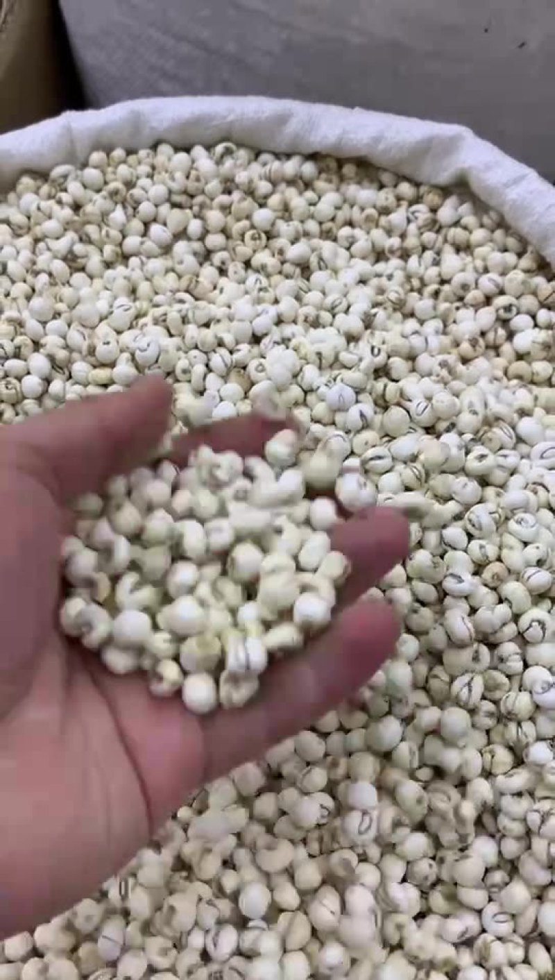 川贝母中药材大货批发各种规格平贝母怀中抱月产地货源