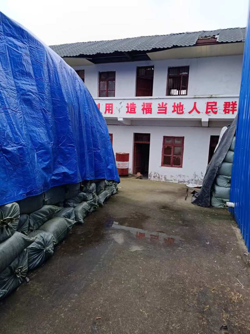 【牛商推荐】青贮草料，巨菌草大量供应，厂家直发