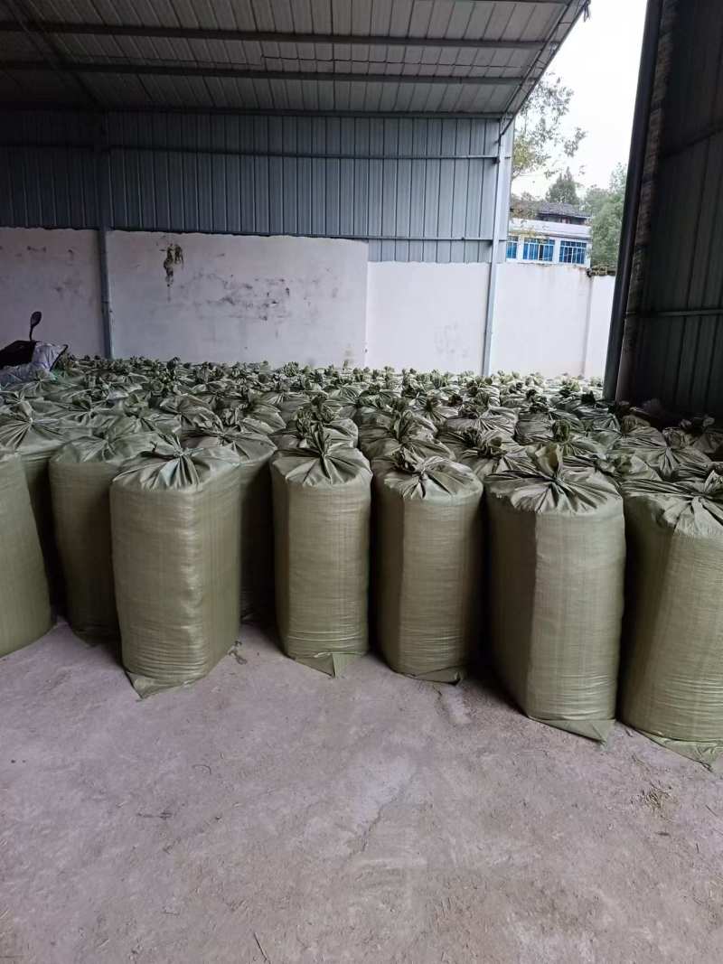 【牛商推荐】青贮草料，巨菌草大量供应，厂家直发