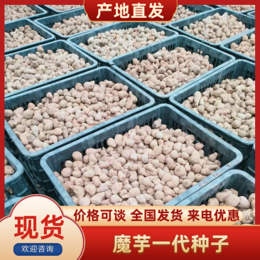 魔芋一代二代魔芋种子可视频看货大量有货