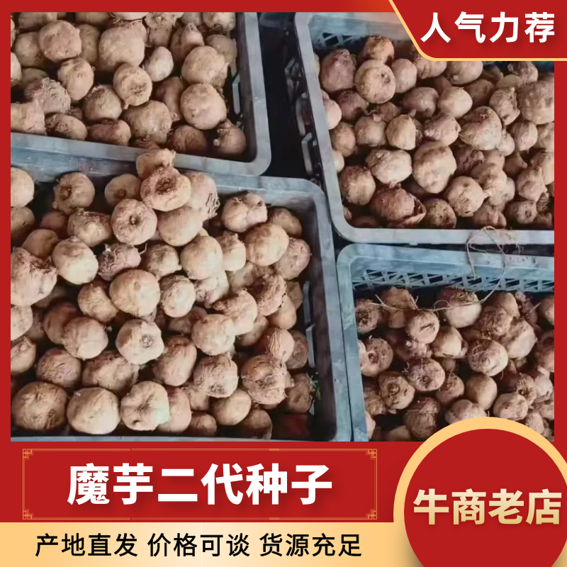 魔芋一代二代魔芋种子可视频看货大量有货