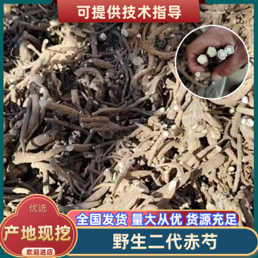 野生二代赤芍高含量成份出售干通货不带狗斗。