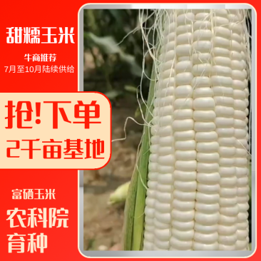 北京鲜玉米甜糯玉米预售2千亩种植基地供给对接全国