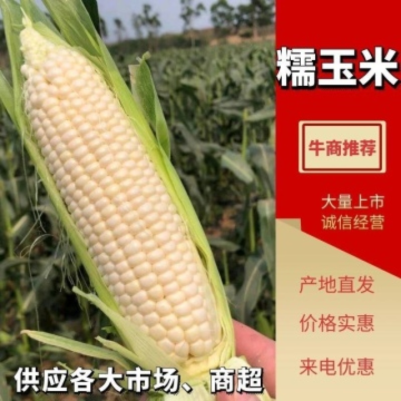 北京鲜玉米甜糯玉米预售2千亩种植基地供给对接全国