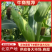 北京鲜玉米甜糯玉米预售2千亩种植基地供给对接全国