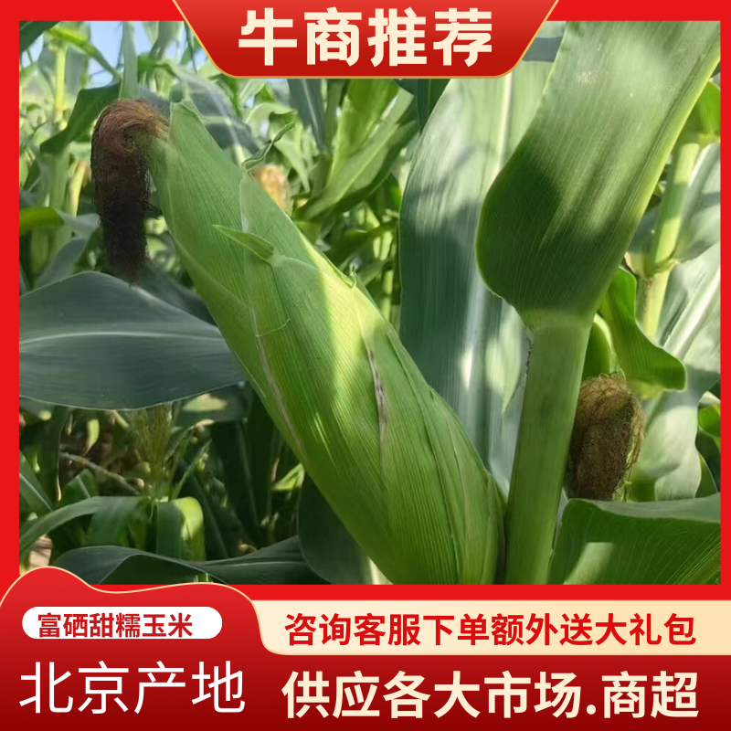 北京鲜玉米甜糯玉米预售2千亩种植基地供给对接全国