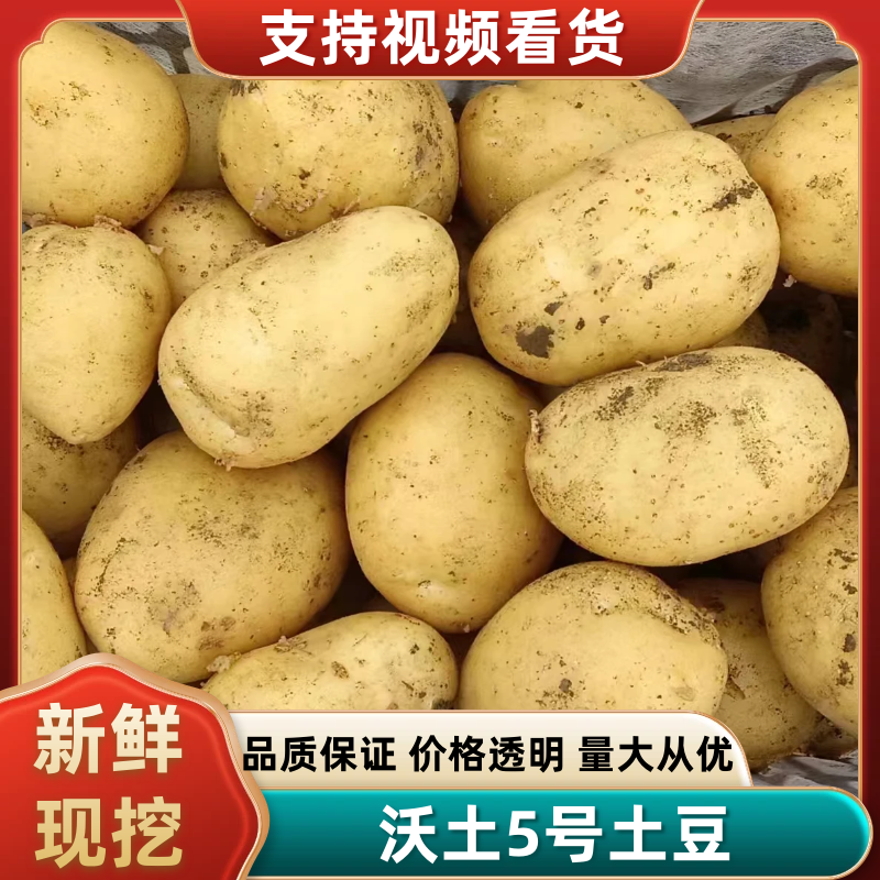 沃土5号土豆，精品土豆，大量现货，对接全国电商市场批发商