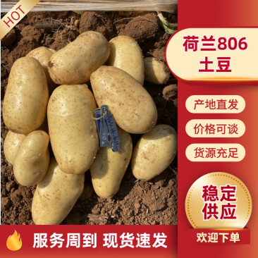 荷兰806土豆精品河北土豆，基地直发，欢迎来电洽谈合作