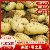 实验一号土豆（热卖推荐）规格齐全可视频看货对接全国客商