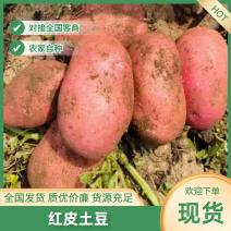 红皮土豆河北精品土豆产地一手货源，规格齐全，低价对接全国